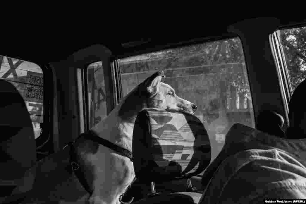 &quot;Бир күнү жумуш менен Беш-Күңгөйдү көздөй бара жаткам. Алдыда бара жаткан машинелердин бир нерсени айланып өтүп жатканын байкадым. Жакын барсам күчүк жатыптыр. Аны машине тебелеп кеткен экен. Жолдун жээгине чыгарып салайын деп машинемден түшүп, жанына барсам, тирүү экен. Мени көрө калып качканга аракет кылды. Бир көзү сыртка агып калыптыр. Буту сынган. Эптеп сүйрөлүп жол жээгине чыкты. Жамгыр жаап жаткан. Күчүккө аябай боорум ооруду. Жок дегенде кыйналбай өлсүн деп жаман чүпүрөккө ороп, жакын жердеги ветеринарга алып бардым&quot;, - дейт Денис Реут ити Гадсондун ошол күнү тартылган сүрөттөрүн көрсөтүп жатып.&nbsp;