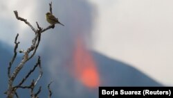 Кумбре-Вьеха вулканы. Канар аралы, Испания. 29-октябрь, 2021-жыл. Иллюстрациялык сүрөт.