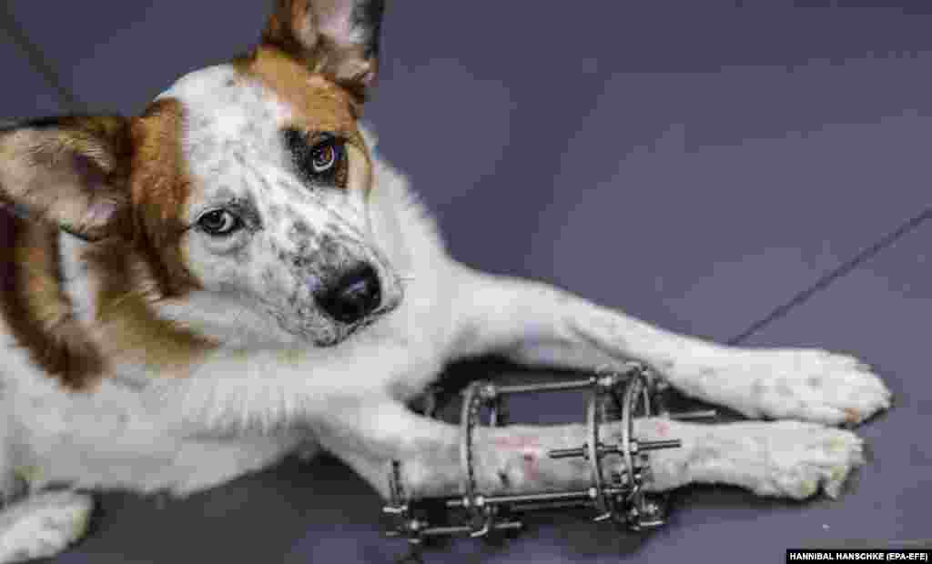 Нога Джека була роздроблена під час обстрілу, але тепер він повільно одужує &ndash; завдяки турботі Ганни &nbsp;