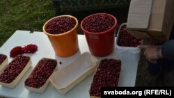 Журавіны на балоце