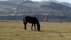 Լոռու մարզի Դսեղ գյուղում 660 հա վարելահողերից ընդամենը 10 հա-ն է մշակվում