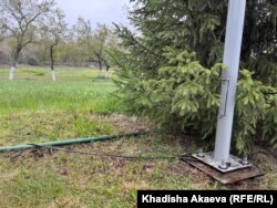 Бейбітшілік аралындағы көше шамының бағаны. Семей, 30 сәуір, 2024 жыл.