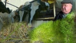 Жем-чөптү үнөмдөгөн жаңы тоют