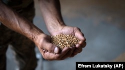 Україна. Фермер тримає пшеницю в зерносховищі на приватній фермі в Згурівці, Київська область, 10 серпня 2023 року