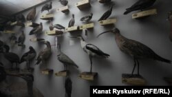 Зоологиялык музейдеги куштар. Бишкек.