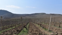 Ճարտարի խաղողի այգիների մի հատվածում գյուղատնտեսական աշխատանքները դեռ չեն վերսկսվել