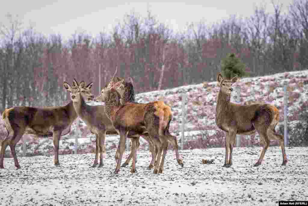 В конце осени или начале зимы олени сбрасывают рога