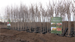 Չնայած մասնագետները պնդում են, թե առաջարկվող ծառերը երևանյան փողոցների համար չեն, քաղաքապետարանը հետքայլ չի անի