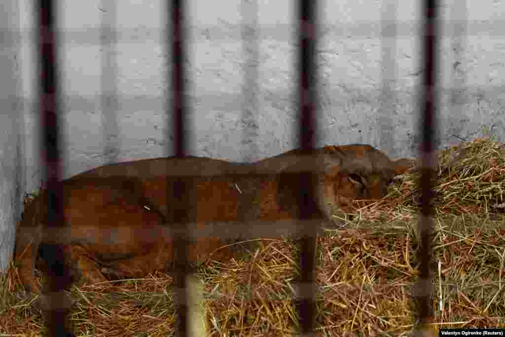 Левиця Юна постраждала від останнього обстрілу &ndash; тварина отримала струс мозку. Наталія каже: &laquo;Їй погано. Фізично їй стає краще з кожним днем, але психологічно вона в гіршому стані, ніж коли приїхала до нас в центр. Якщо ви запитаєте мене, чи є щось, чого вона не боїться, я не знайду, що сказати. Кішка, що пробігає повз, собака... Я навіть не можу її нагодувати, не викликавши в неї стрес&raquo;