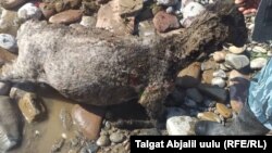 Селге аккан кой