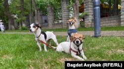 Митинг в Алматы против жестокого обращения с животными. 14 мая 2023 года
