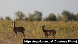 Національний природний парк Джарилгач, Херсонська область, архівне фото