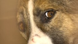 In Kharkiv, Constant Shelling Takes Its Toll On Families -- And Their Dogs