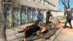 Թեղիներին կփոխարինեն ձիակասկ կոչվող ծառերը. կանաչապատման միջոցառումների շրջանակում սղոցը Կասկադից հասավ Զեյթուն