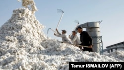 Узбекистан – один из крупнейших мировых производителей хлопка 