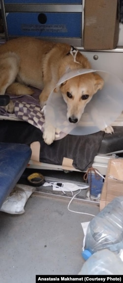 Cабака Шэры пасьля раненьня