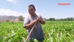 Чүй: какшыган талаа, муңайган дыйкан