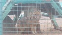 Diňle: Aşgabadyň haýwanat bagyndaky jandarlaryň ýagdaýy gözgyny