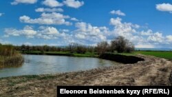 Чүй дарыясы 