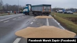 Розсипане учасниками блокування кордону з Україною зерно. Польща, поблизу пункту пропуску «Дорогуськ-Ягодин». 11 лютого 2024 року