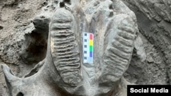 Табылган мамонттун сөөгү.