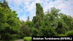 Бишкектеги ботаникалык бак. 