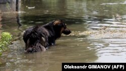 Пес в Херсоні під час потопу, червень 2023 року
