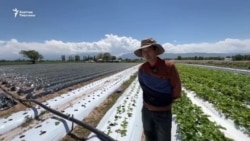 Талас: фасолдон кулпунайга оогон дыйкандар