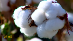 Diňle: Pagtaçylykdaky mejbury zähmet bikanun pul ýygnamagyň guralyna öwrüldi
