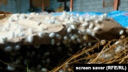 Pile hasylynyň önümçiligi hysyrdyly zähmet talap edýär