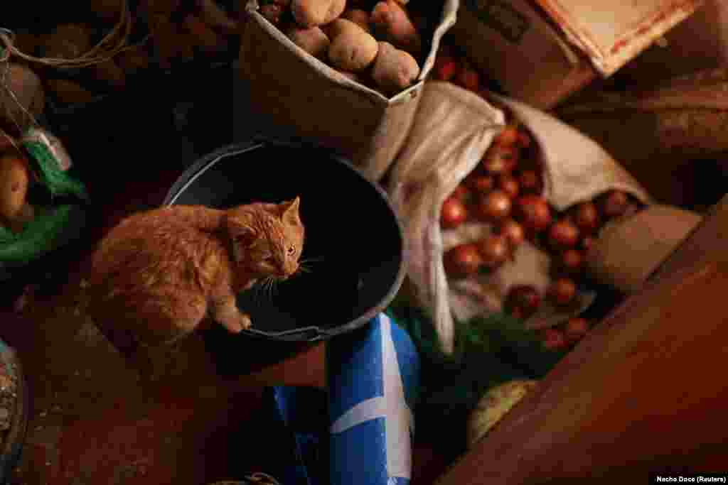 Брат Степана Володимир живе з родиною та котом в сусідньому будинку. Він, його дружина Тетяна та 21-річна онука Світлана живуть у єдиній кімнаті в будинку, де ще є дах &nbsp;