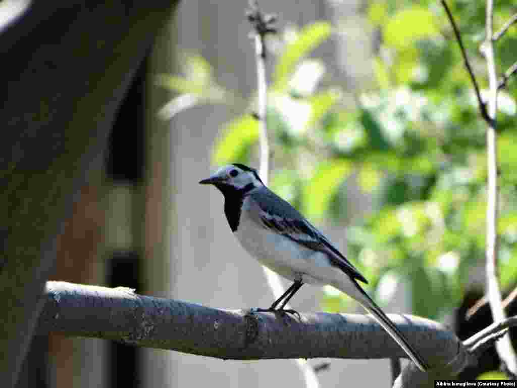 Сиртмәкойрык