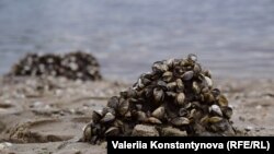 У Запоріжжі міліє Дніпро: посеред річки зʼявилися острови, оголилися труби (фотогалерея)