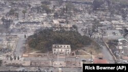 Өрттөн 150 жылдык баньян дарагы да жабыркады. Мауи, Гавайи. Август, 2023-жыл