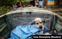 Волонтери евакуйовують собаку із затопленої частини Херсону на 7-й день після знищення Каховської ГЕС. Херсон, 12 червня 2023 року