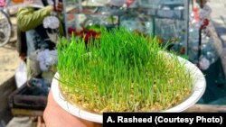 سبزه نوروزی در دستان یک شهروند افغان در کابل