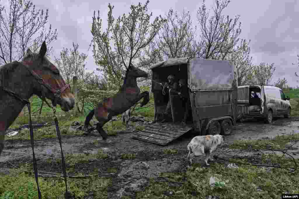 Українські військові та волонтери намагаються завантажити коней, щоб евакуювати їх із покинутої конеферми в охопленій війною Авдіївці, Донецька область, 25 квітня 2023 року