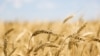 Շիրակում հացահատիկի լավ բերք է սպասվում, բայց զուգահեռ մթերման գինն է կրկնակի էժանացել