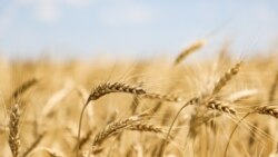 Բացի կարկտահարված Անիի տարածաշրջանից, Շիրակի մարզի մյուս հատվածներում հացահատիկի առատ բերքի հույս ունեն