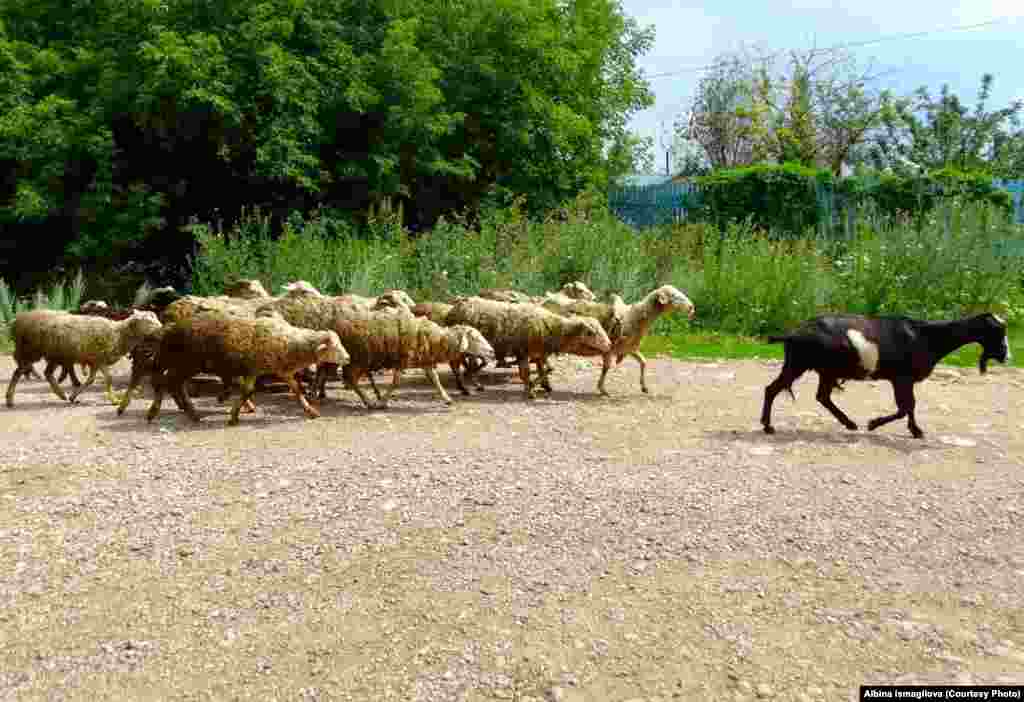 Куштау итәгендә мал-туарга үлән җитәрлек