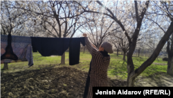 Баткенде өрүк гүлдөп жатат.