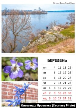 Фіялка понтійська (або приємна), на аркуші календаря за березень