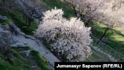 Иллюстрациялык сүрөт.