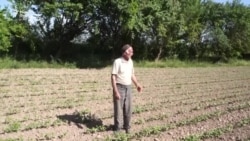 Чаро деҳқонони тоҷик дигар кишт намекунанд?