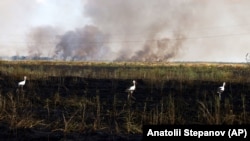 Палаюче поле на півдні України, липень 2023 року