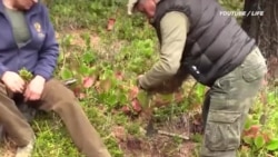 Конец дружбы Путина и Шойгу? 