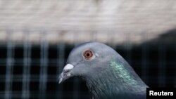 Иллюстрациялык сүрөт.