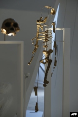 اسکلت سرهم‌شده از استخوان‌های لوسی