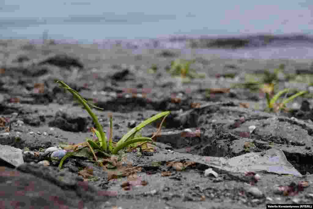 Водяні рослини на оголеному дні річки