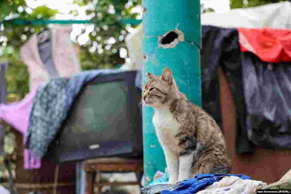 На подвір&rsquo;ї Миколи і Любові лишився один кіт. Інший зник. Жінка каже, що, ймовірно, він втопився